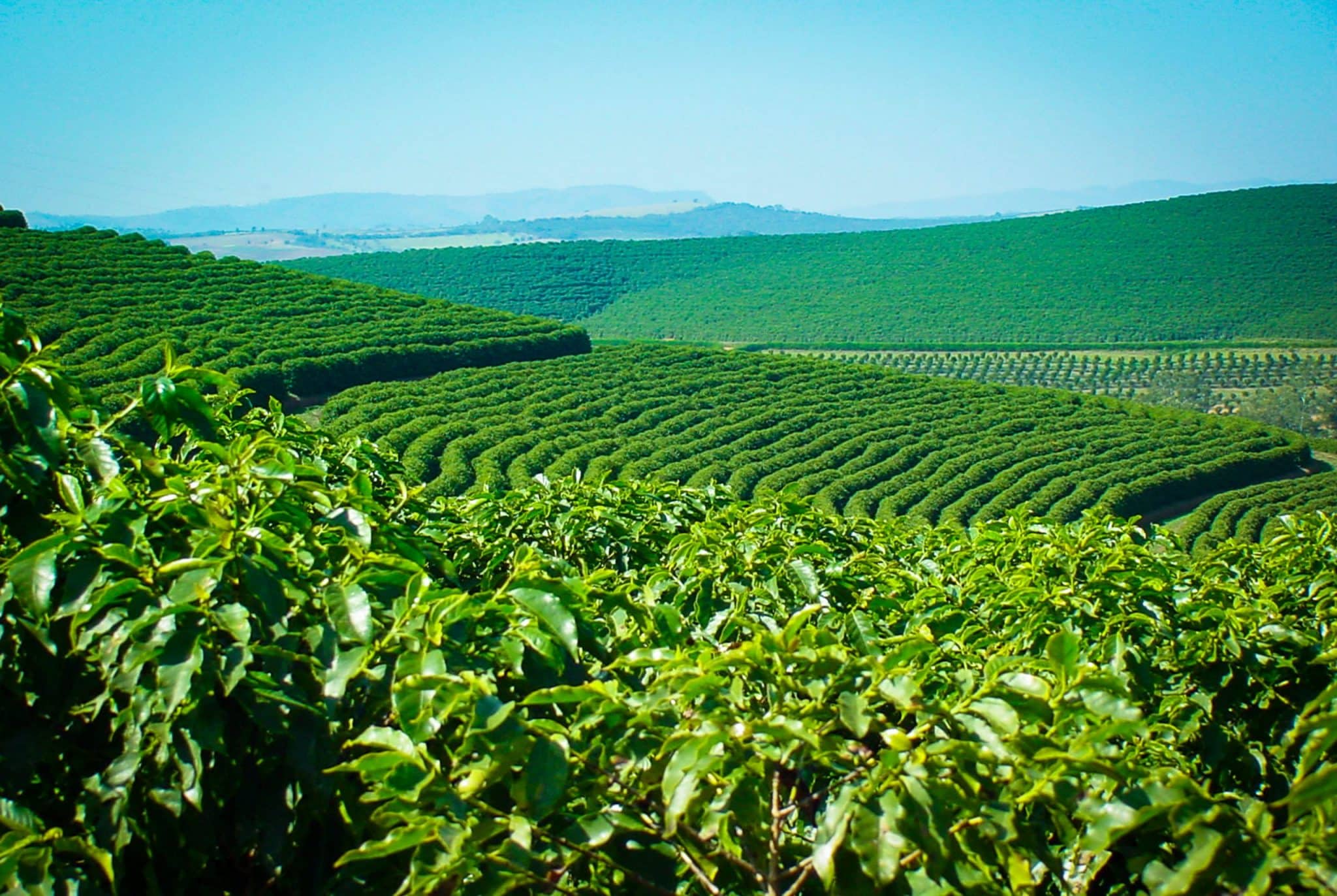 Colheita de café ganha ritmo no Brasil e chega a até 15% para