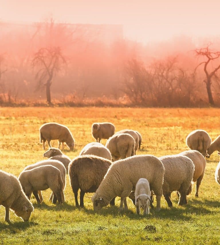 Formas de investir no agronegócio