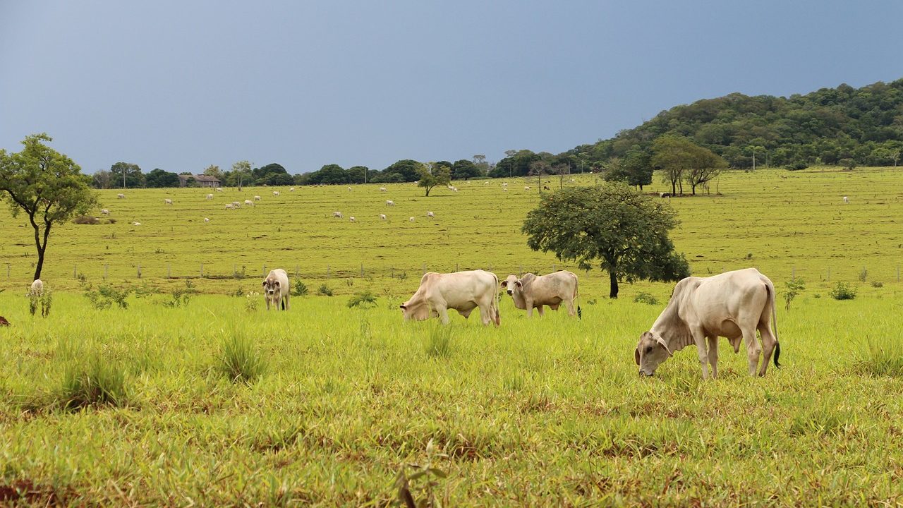 Imagem mostra o agronegócio brasileiro