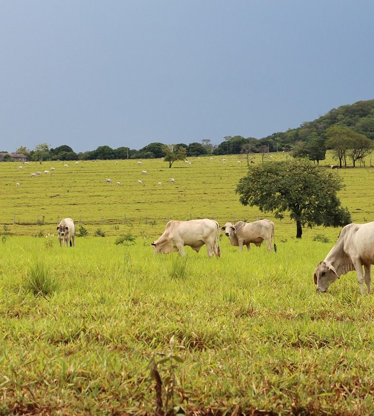 Imagem mostra o agronegócio brasileiro