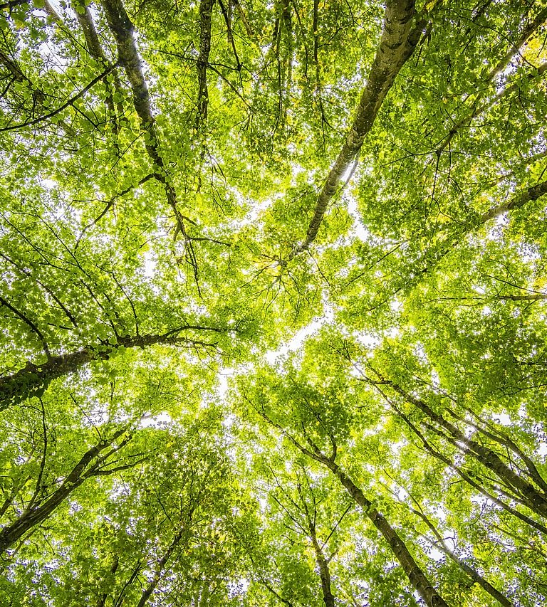 Imagem mostra floresta e a importância da descarbonização na economia