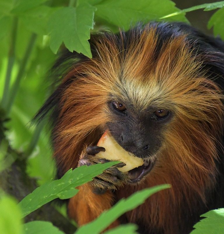 Imagem de macaco faz alusão a mico na bolsa