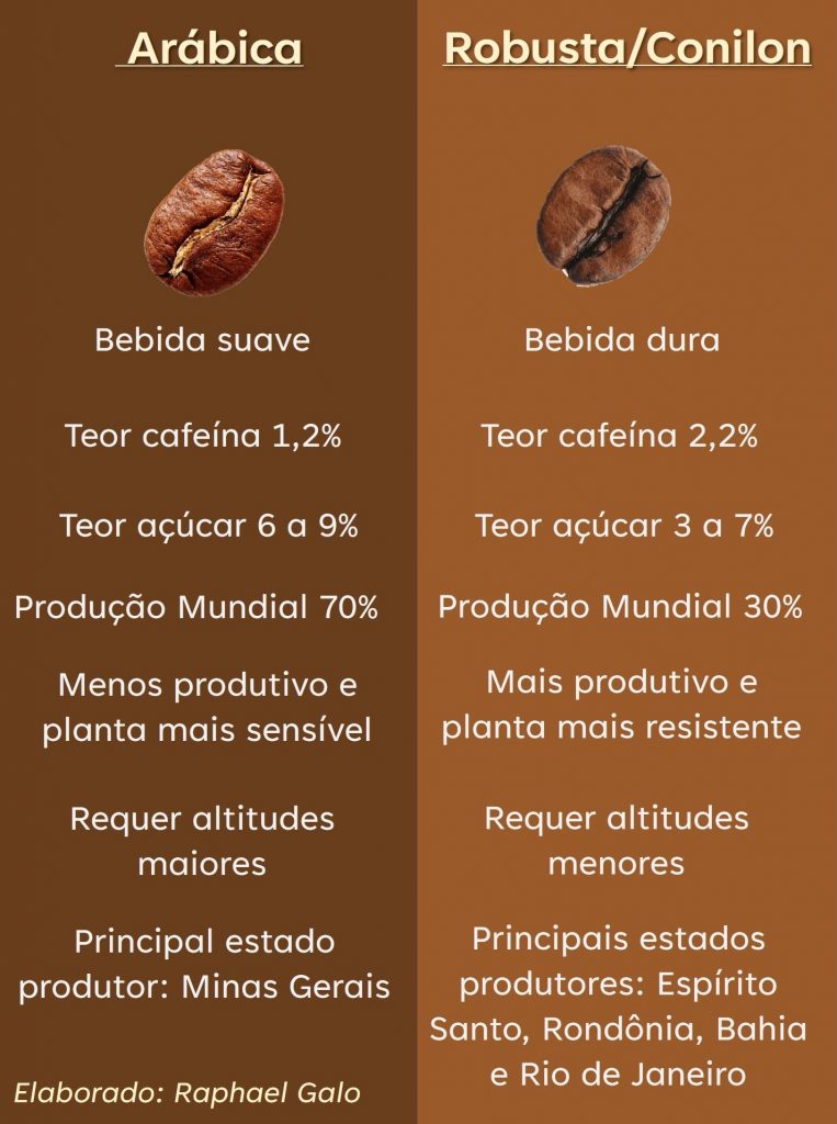 Diferenças entre Café Conilon e Café Arábica 