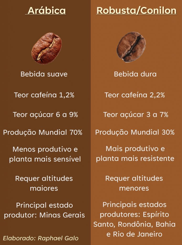 PRINCIPAIS DIFERENÇAS ENTRE O CAFÉ CONILON E O CAFÉ ARÁBICA 