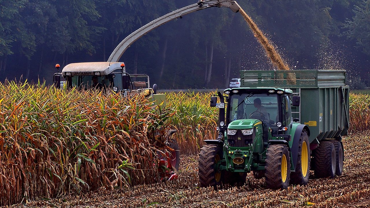 Imagem mostra colheita de milho e a importância do hedge agrícola