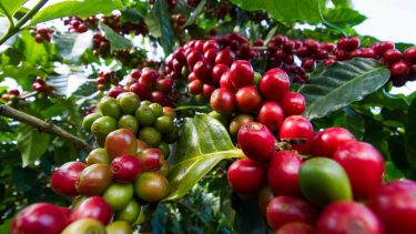 Commodities: conheça a botânica do Café